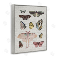 Stupell Studio | Moths & Butterflies Vintage