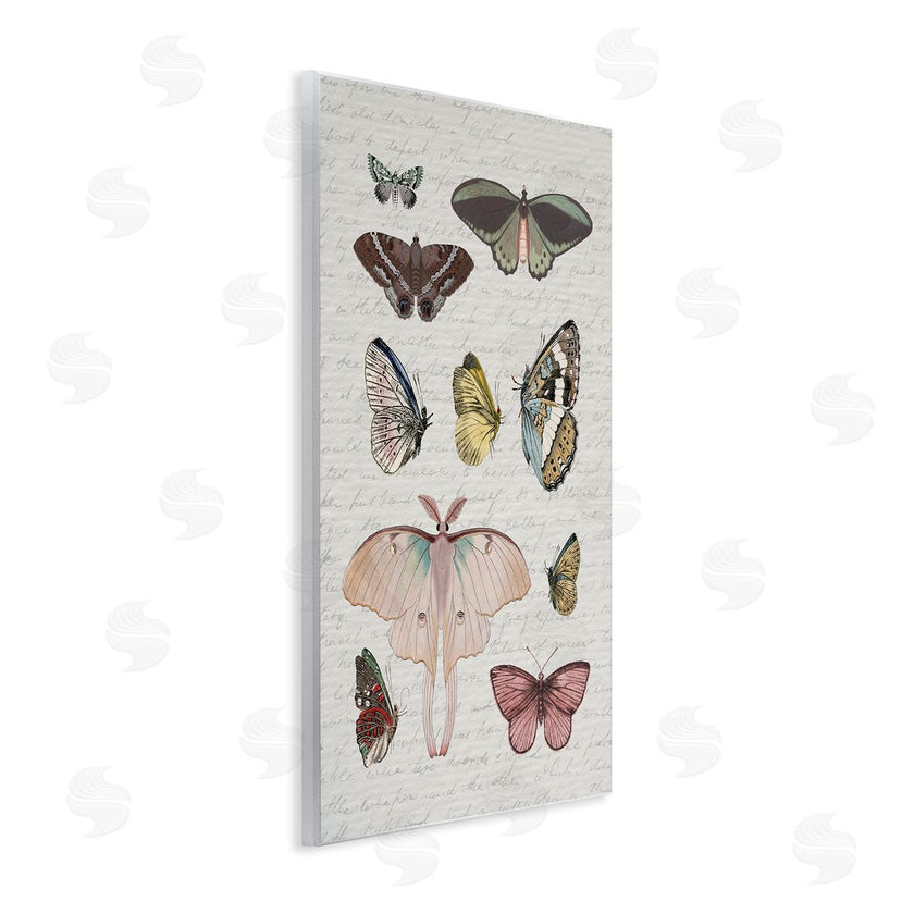 Stupell Studio | Moths & Butterflies Vintage
