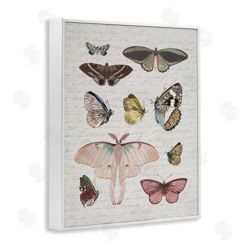 Stupell Studio | Moths & Butterflies Vintage