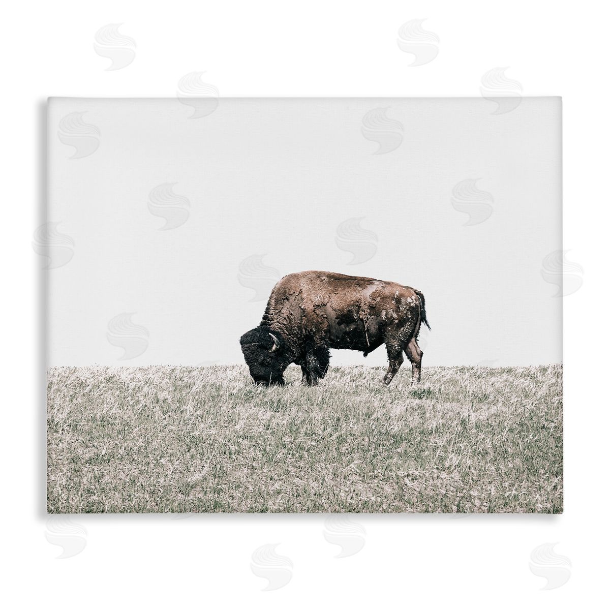 Daniel Sproul Buffalo Grazing Pasture Canvas Wall Art