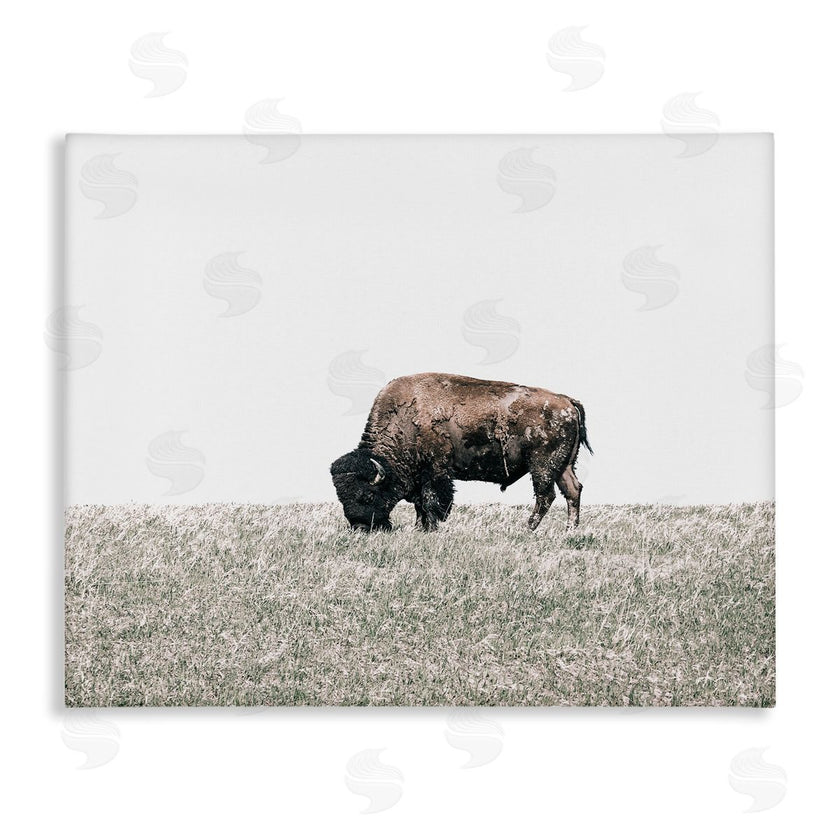 Daniel Sproul | Buffalo Grazing Pasture