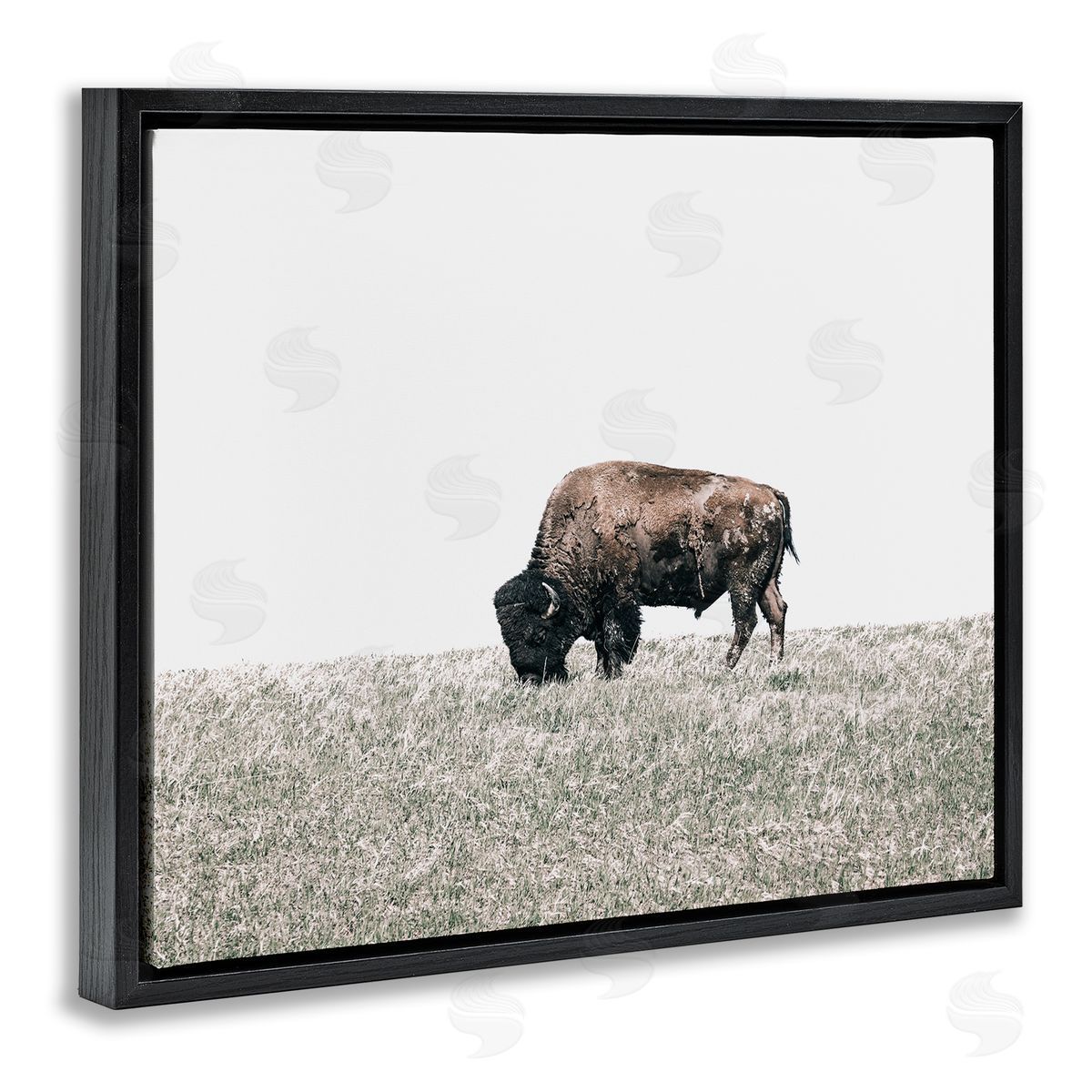 Daniel Sproul Buffalo Grazing Pasture Black Floater Frame Canvas Artside_