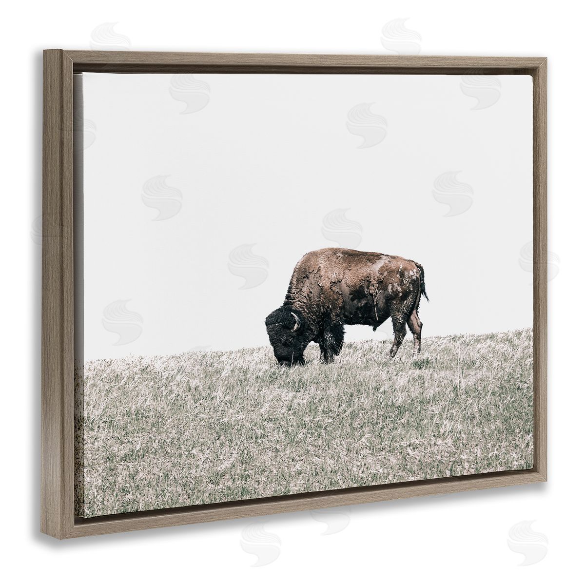 Daniel Sproul | Buffalo Grazing Pasture