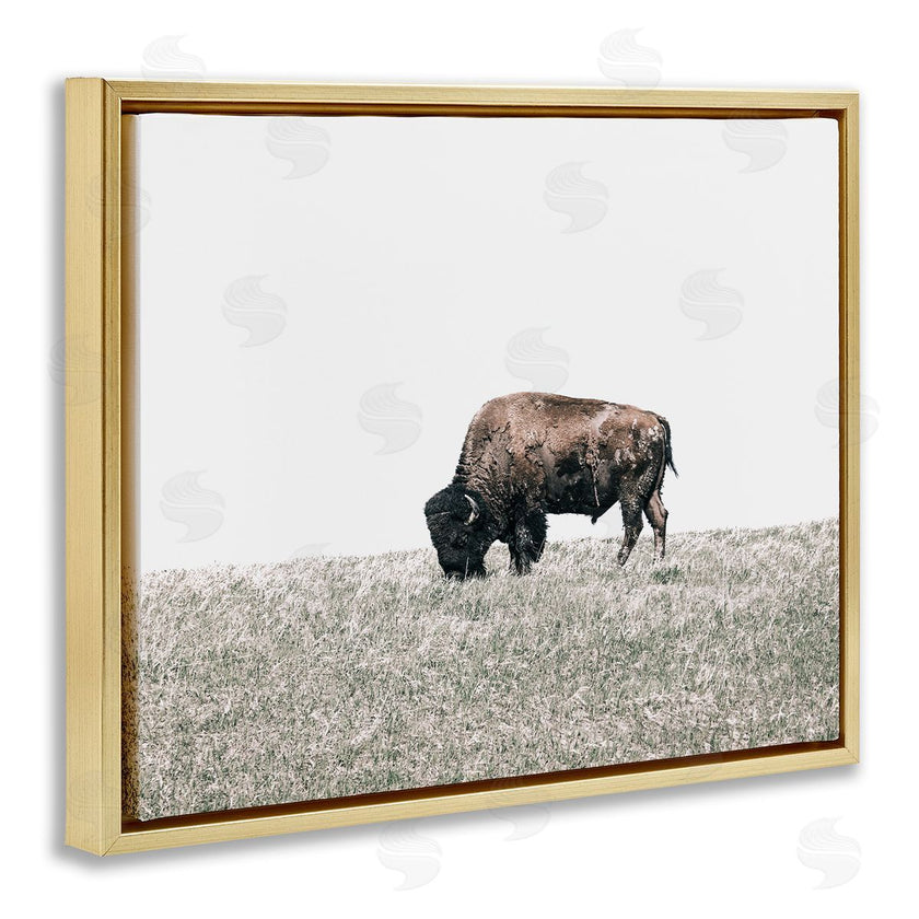 Daniel Sproul | Buffalo Grazing Pasture