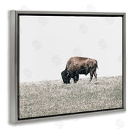 Daniel Sproul | Buffalo Grazing Pasture