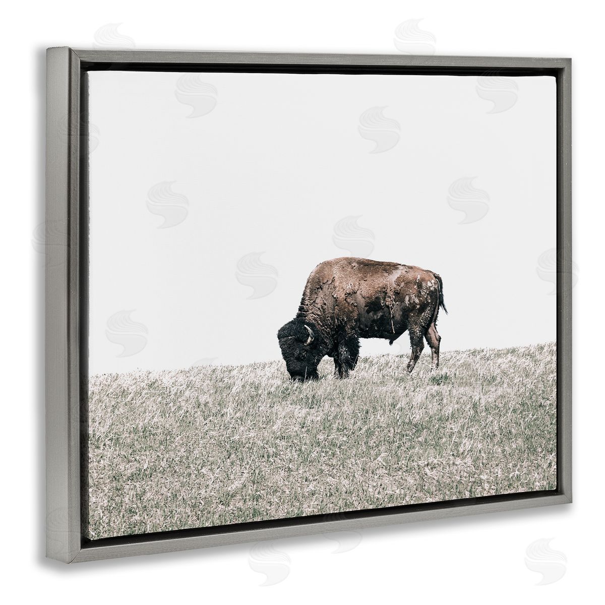 Daniel Sproul | Buffalo Grazing Pasture