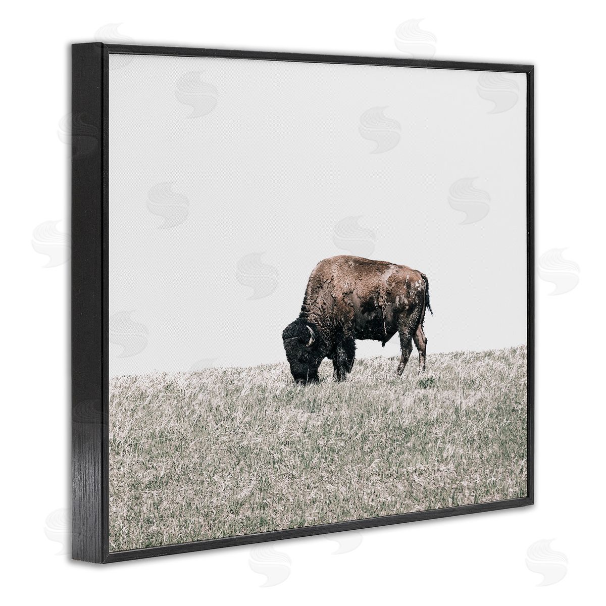 Daniel Sproul Buffalo Grazing Pasture Black Framed Giclee Wall Artside_