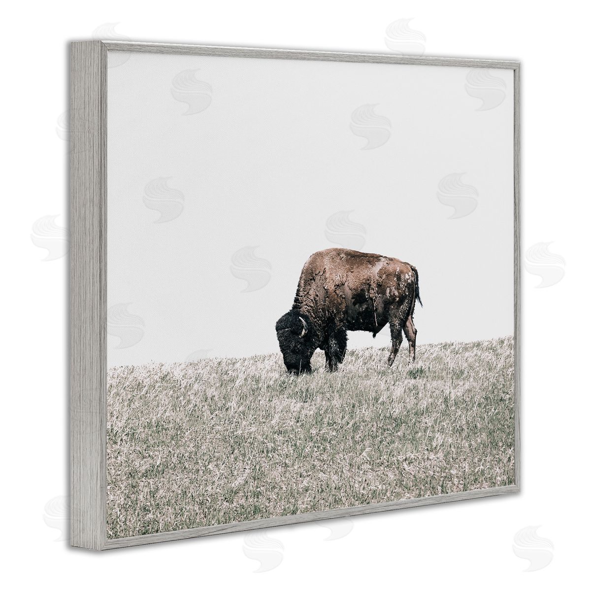 Daniel Sproul Buffalo Grazing Pasture Gray Framed Giclee Wall Artside_