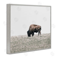 Daniel Sproul | Buffalo Grazing Pasture