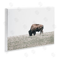 Daniel Sproul | Buffalo Grazing Pasture