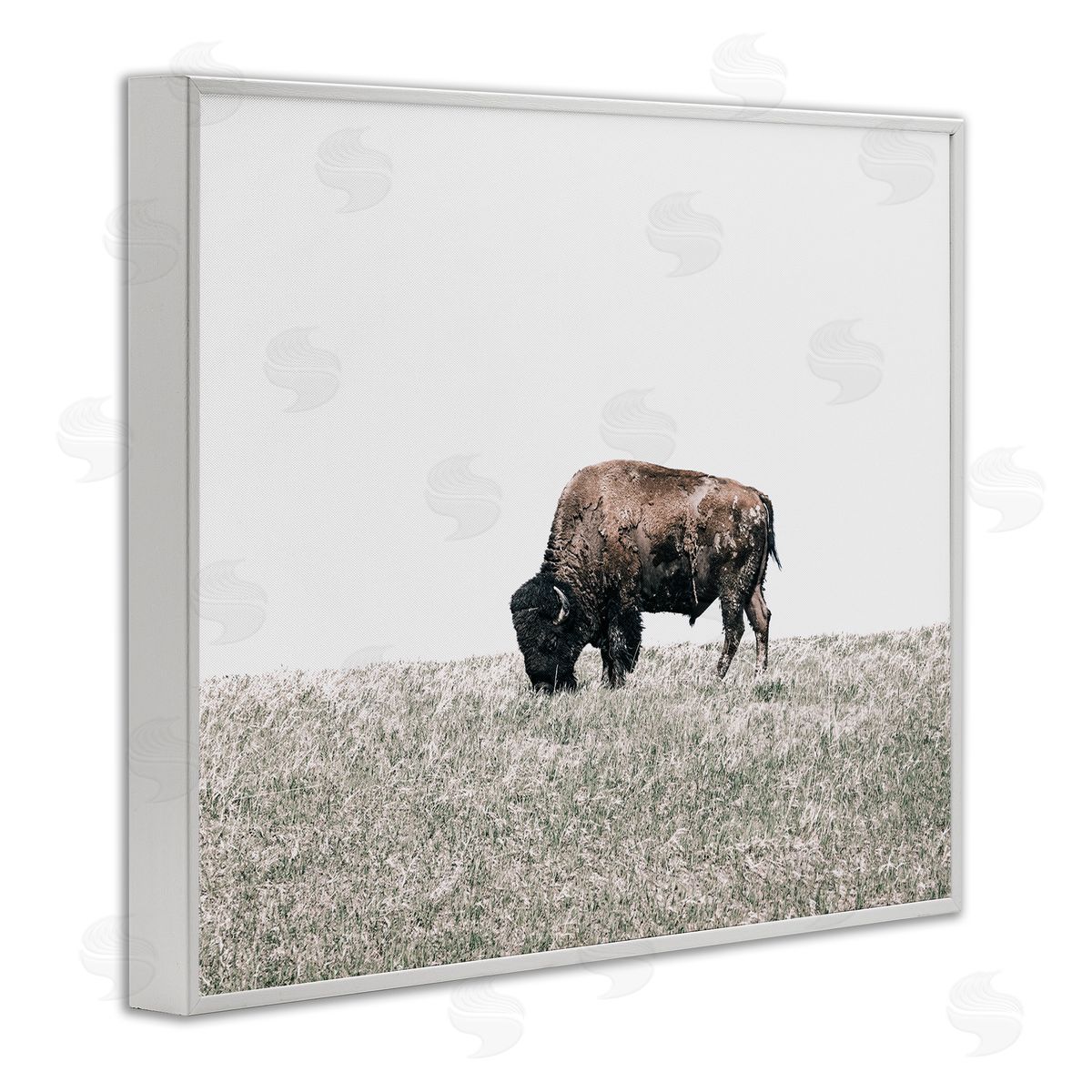 Daniel Sproul | Buffalo Grazing Pasture