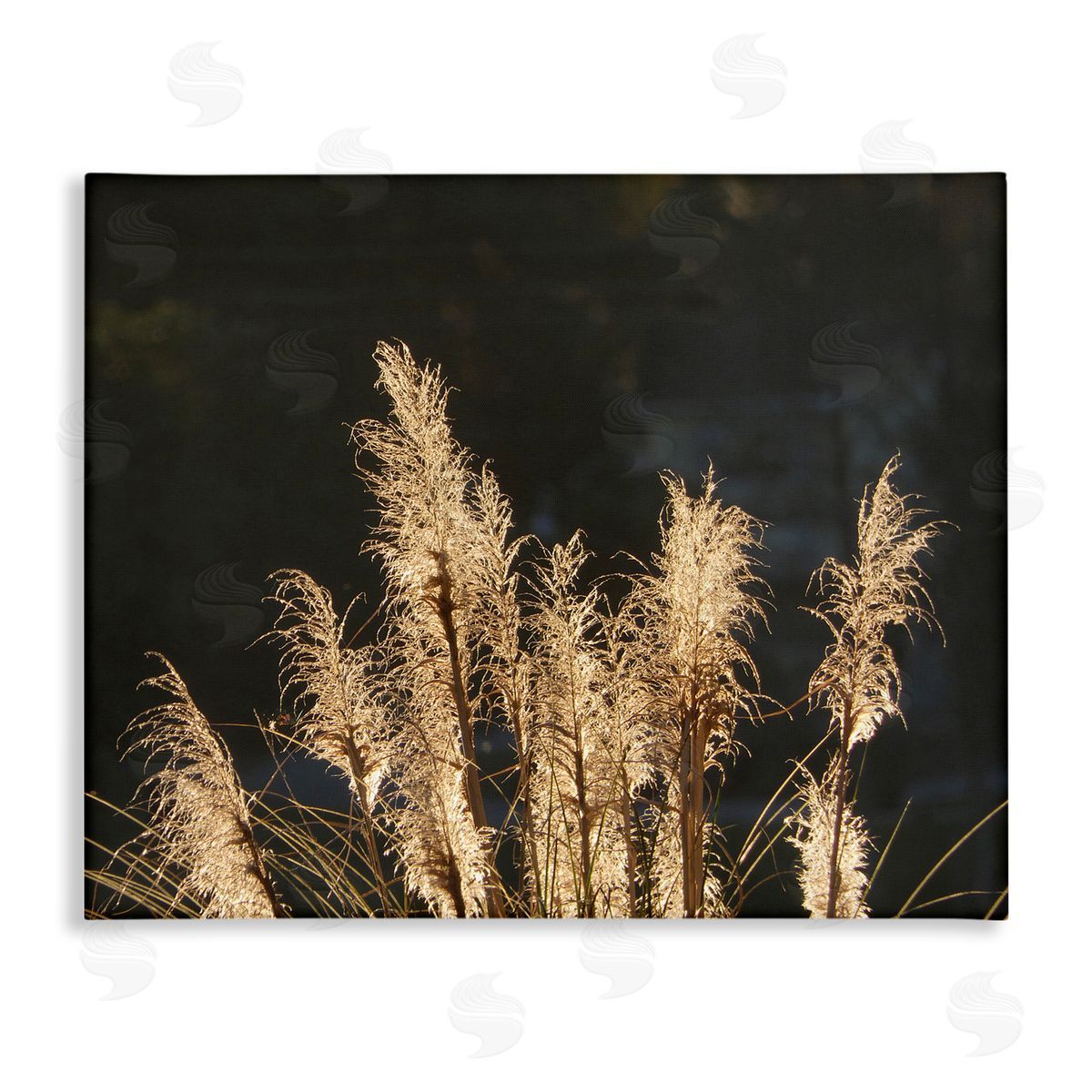 Gail Peck | Dark Wheat Photography