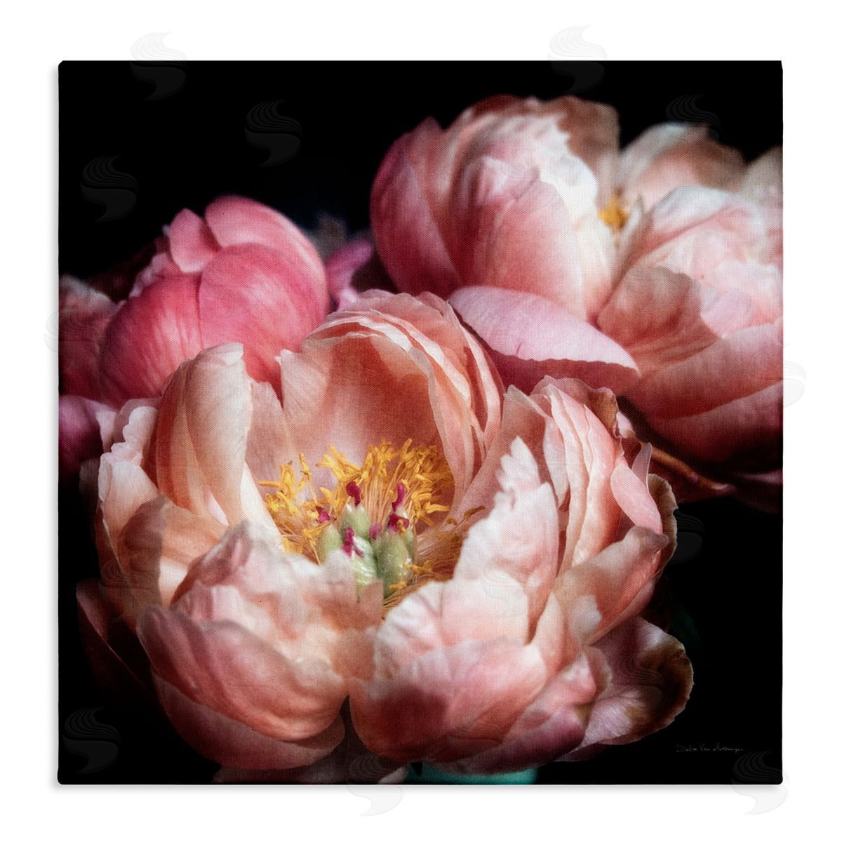 Debra Van Swearingen Blooming Peony Photography Canvas Wall Art