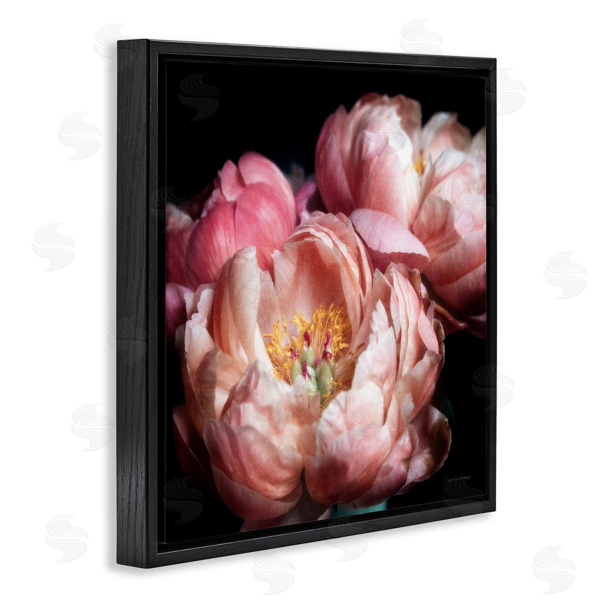 Debra Van Swearingen Blooming Peony Photography Black Floater Frame Canvas Artside_
