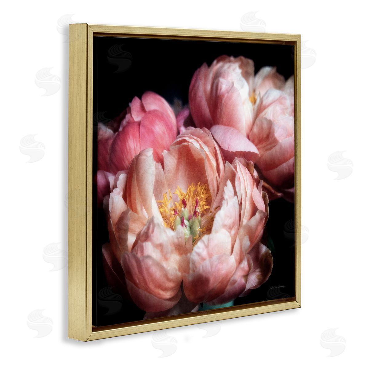 Debra Van Swearingen Blooming Peony Photography Gold Floater Frame Canvas Artside_