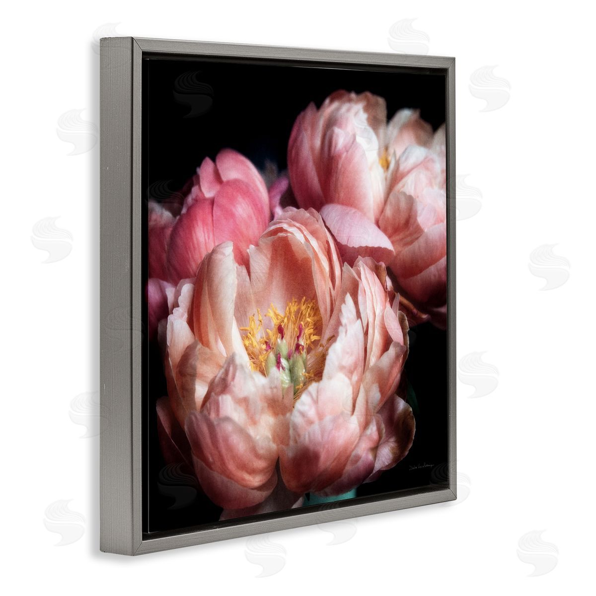 Debra Van Swearingen Blooming Peony Photography Gray Floater Frame Canvas Artside_