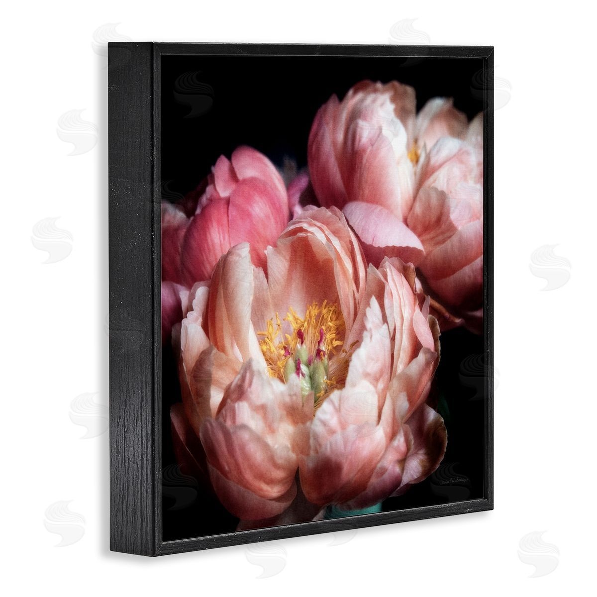 Debra Van Swearingen | Blooming Peony Photography