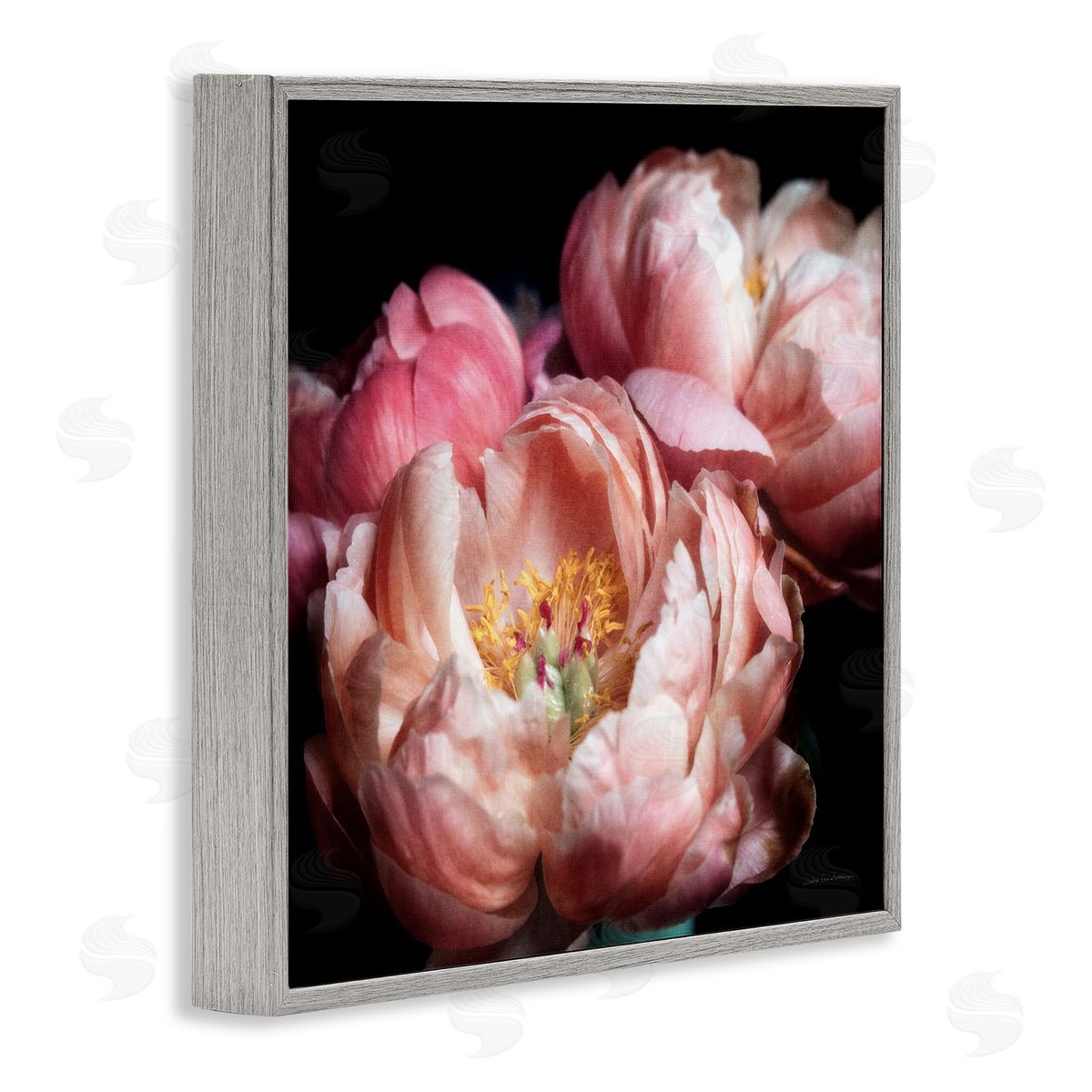 Debra Van Swearingen | Blooming Peony Photography