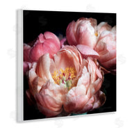 Debra Van Swearingen | Blooming Peony Photography