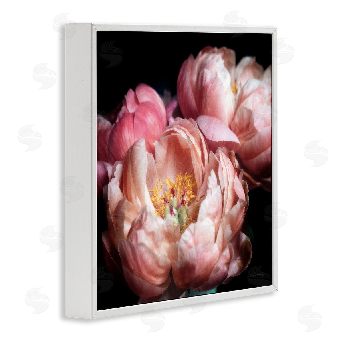 Debra Van Swearingen | Blooming Peony Photography