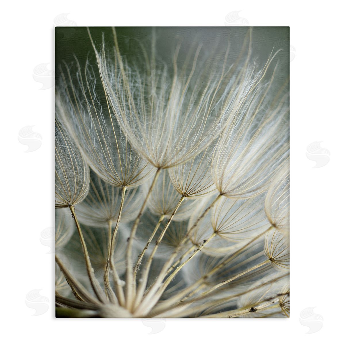Renee W. Stramel | Soft Dandelion Photography