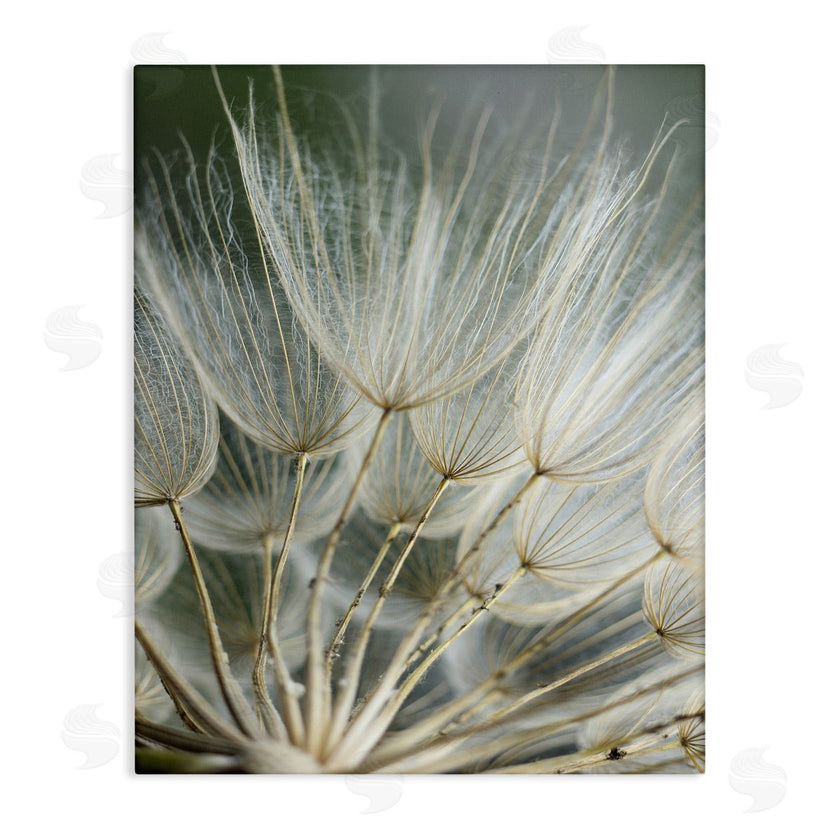 Renee W. Stramel | Soft Dandelion Photography