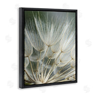Renee W. Stramel | Soft Dandelion Photography