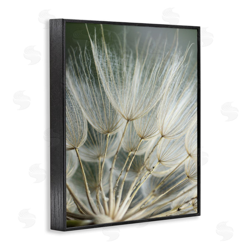 Renee W. Stramel | Soft Dandelion Photography