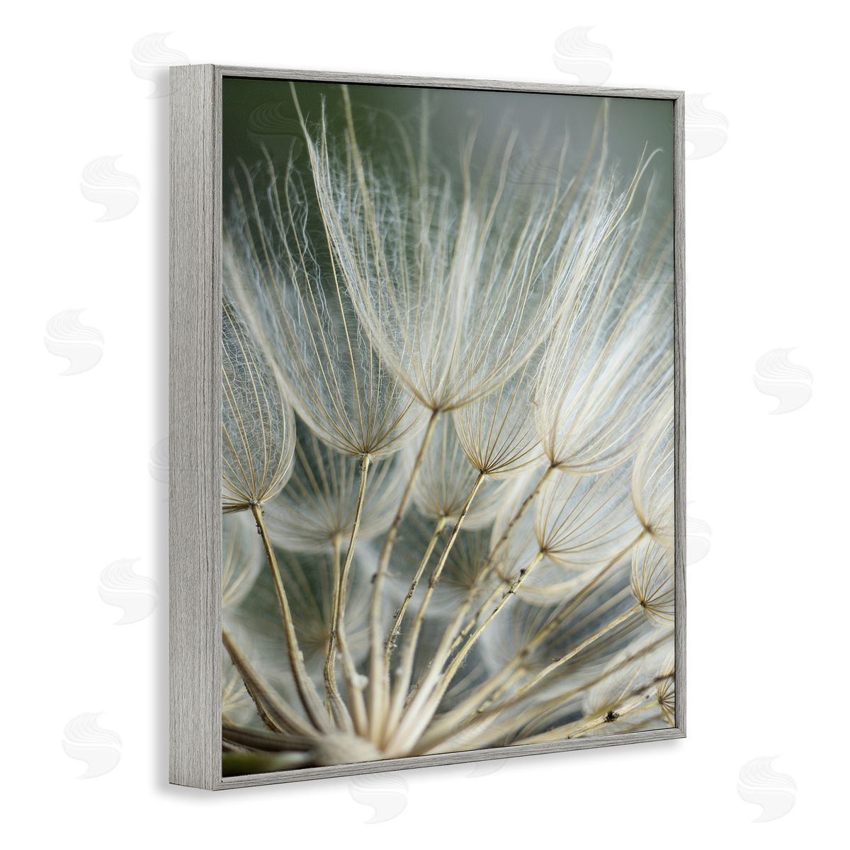Renee W. Stramel | Soft Dandelion Photography