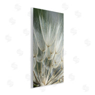 Renee W. Stramel | Soft Dandelion Photography