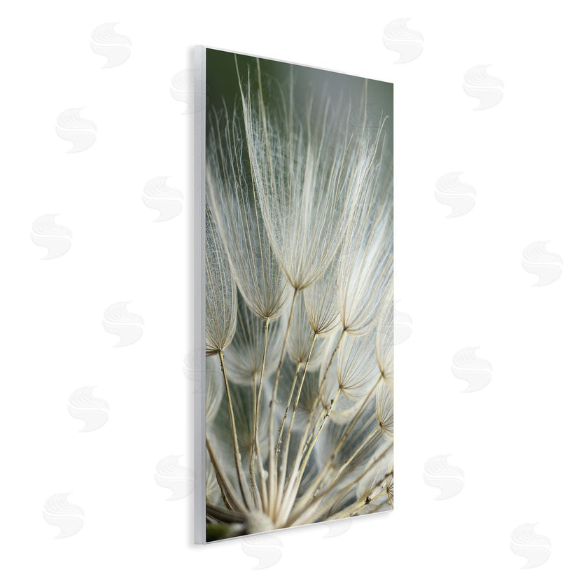Renee W. Stramel | Soft Dandelion Photography