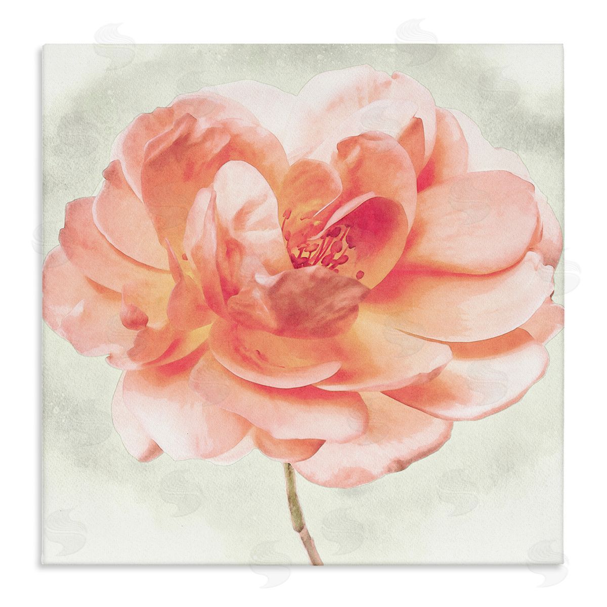 Christine Zalewski Soft Pink Dahlia Canvas Wall Art
