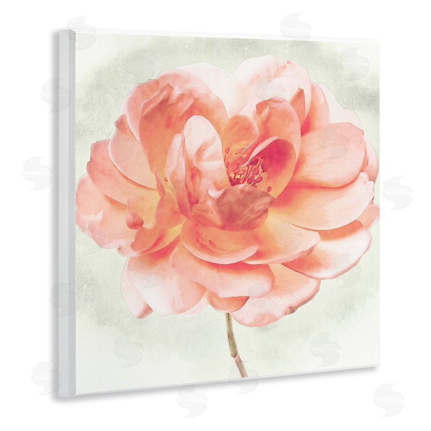 Christine Zalewski | Soft Pink Dahlia