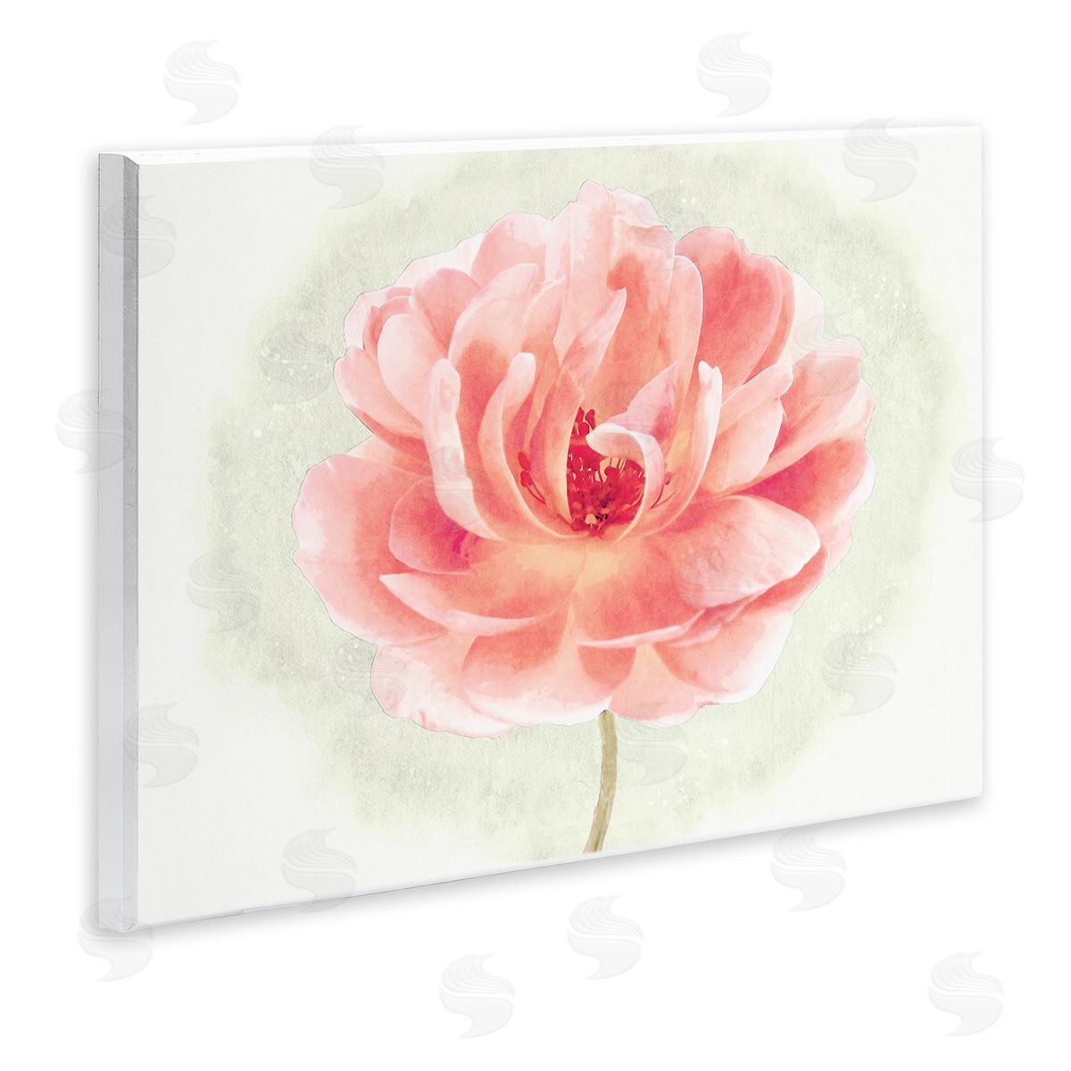 Christine Zalewski | Soft Pink Peony