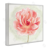Christine Zalewski | Soft Pink Peony