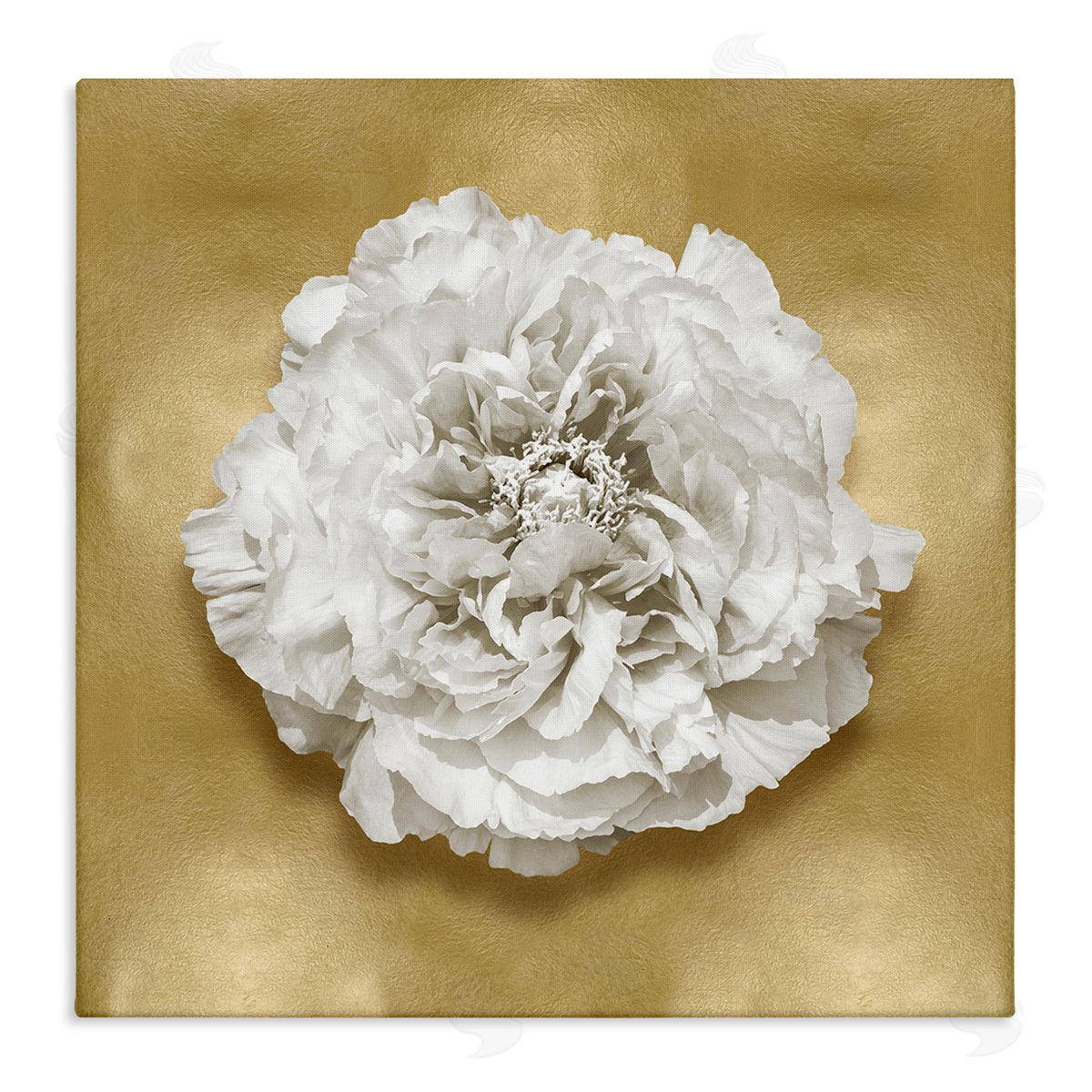 Caroline Kelly | Glam White Carnation