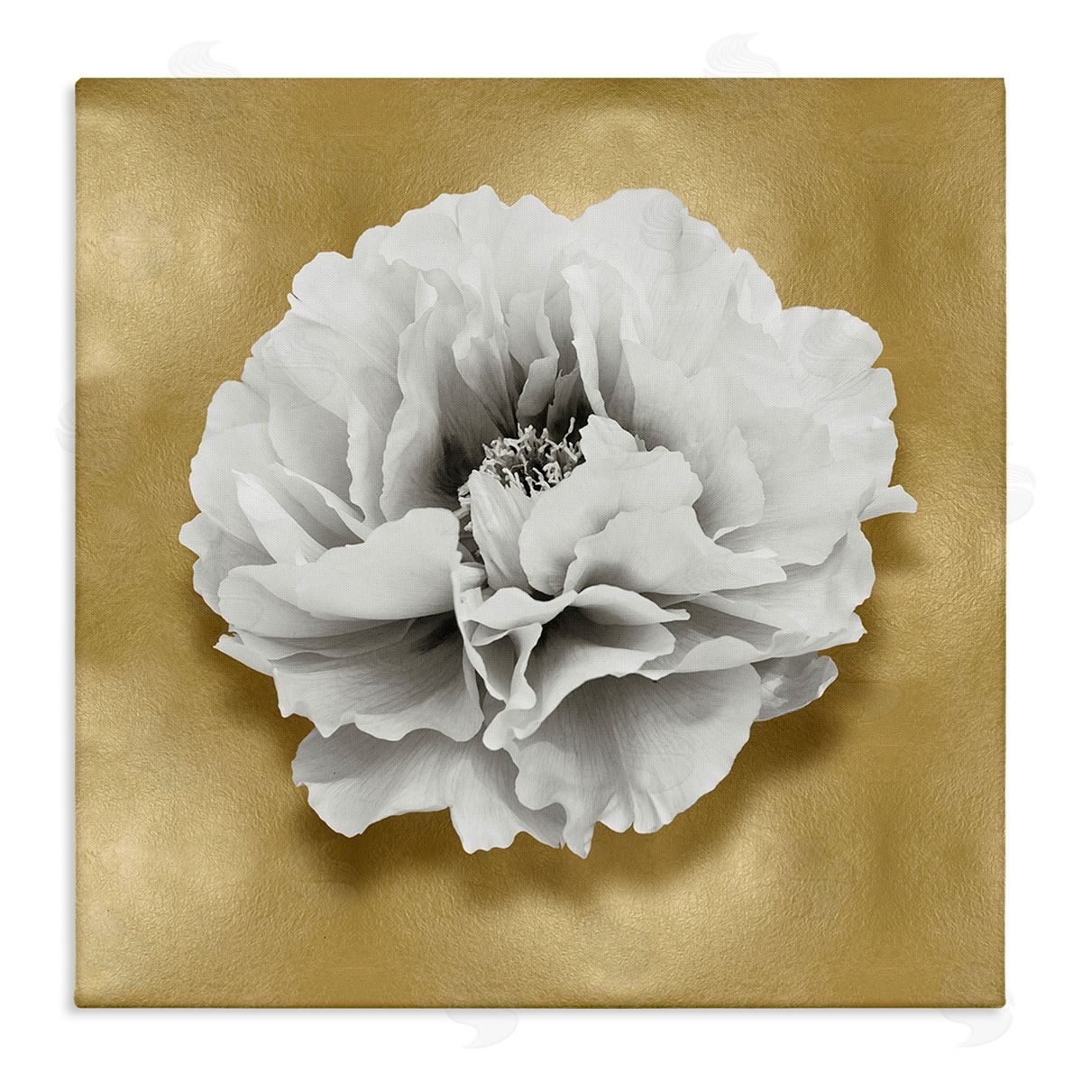 Caroline Kelly | White Peony on Gold