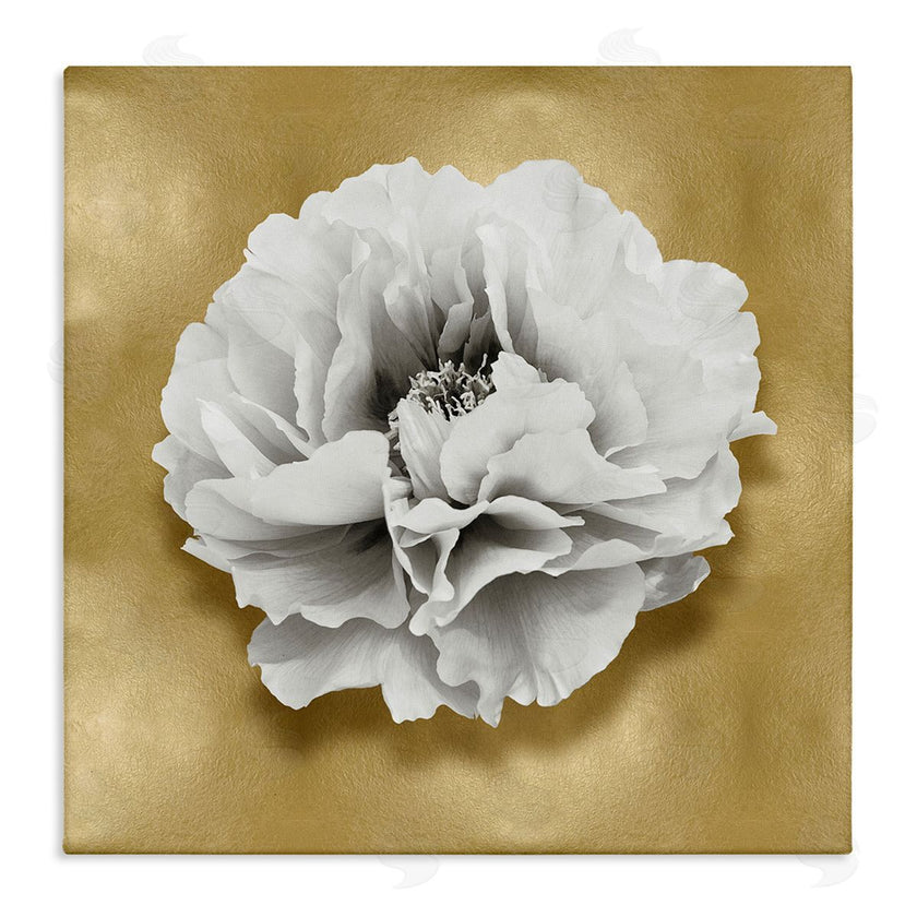 Caroline Kelly | White Peony on Gold