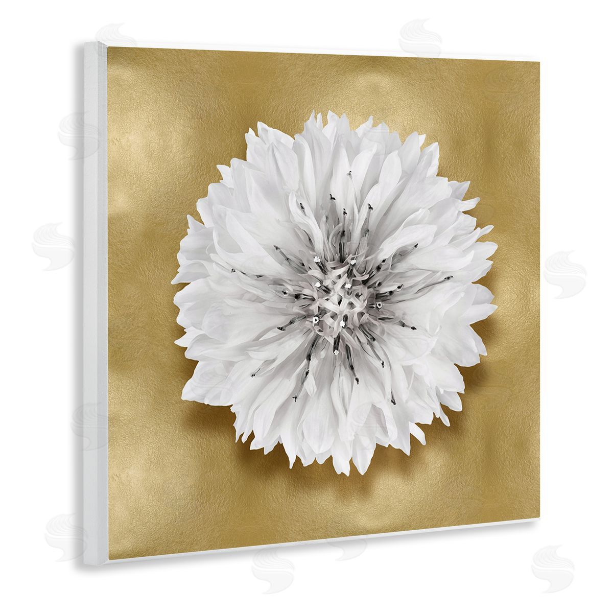 Caroline Kelly | Modern Glam Dahlia