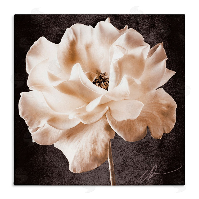 Christine Zalewski | Vintage Rose Photography