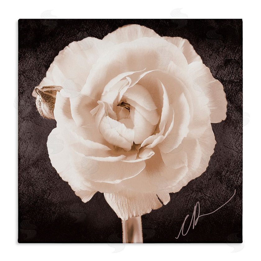 Christine Zalewski | Vintage Rose Bloom