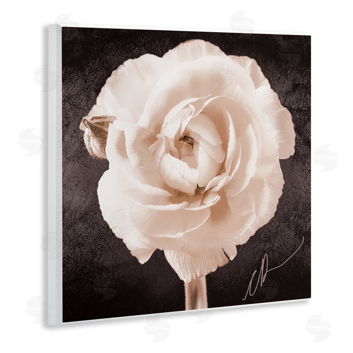 Christine Zalewski | Vintage Rose Bloom
