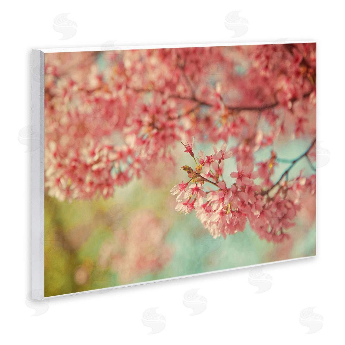 Carrie Ann Grippo-Pike | Pink Cherry Blossoms