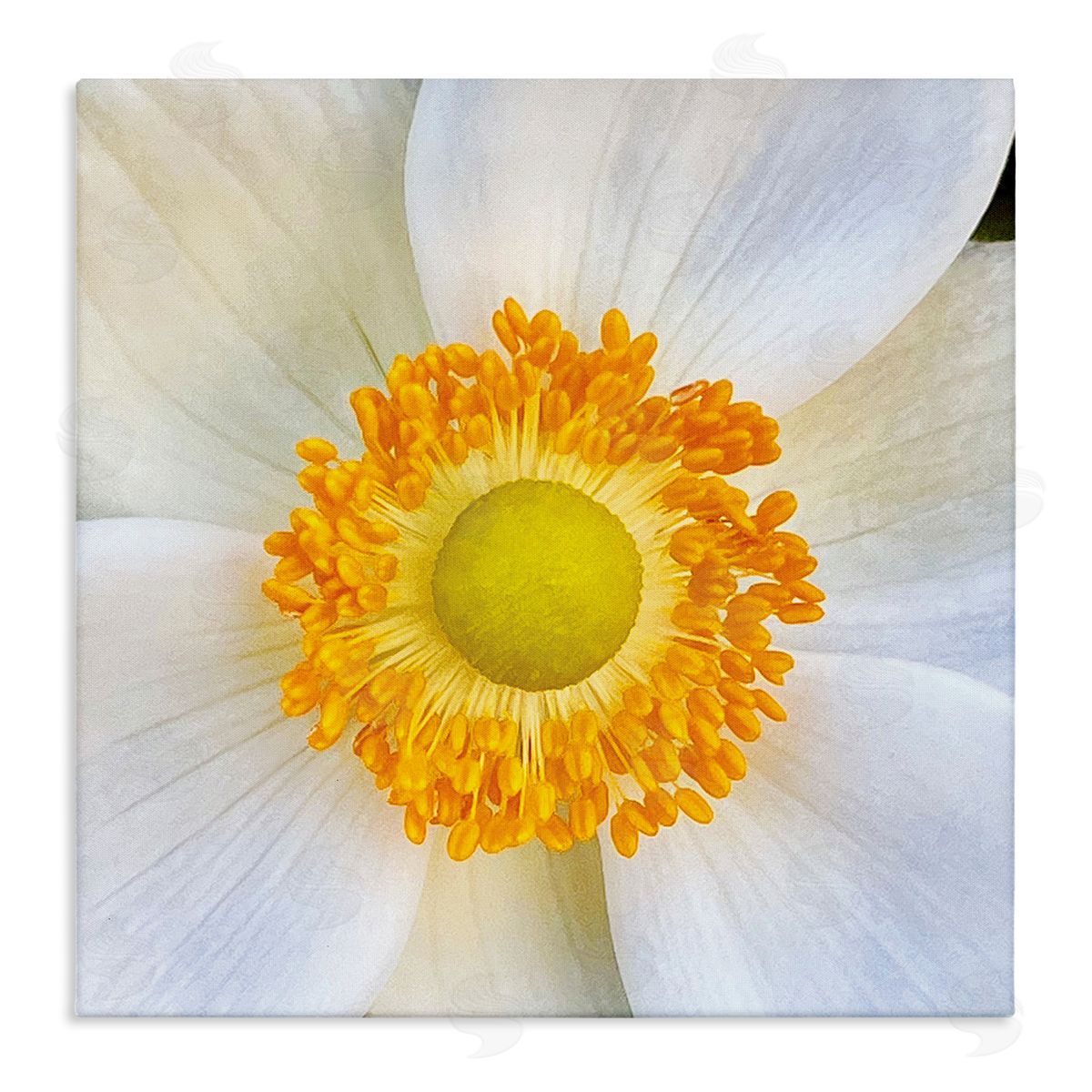 JG Studios White Flower Close Up Canvas Wall Art