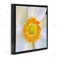 JG Studios | White Flower Close Up