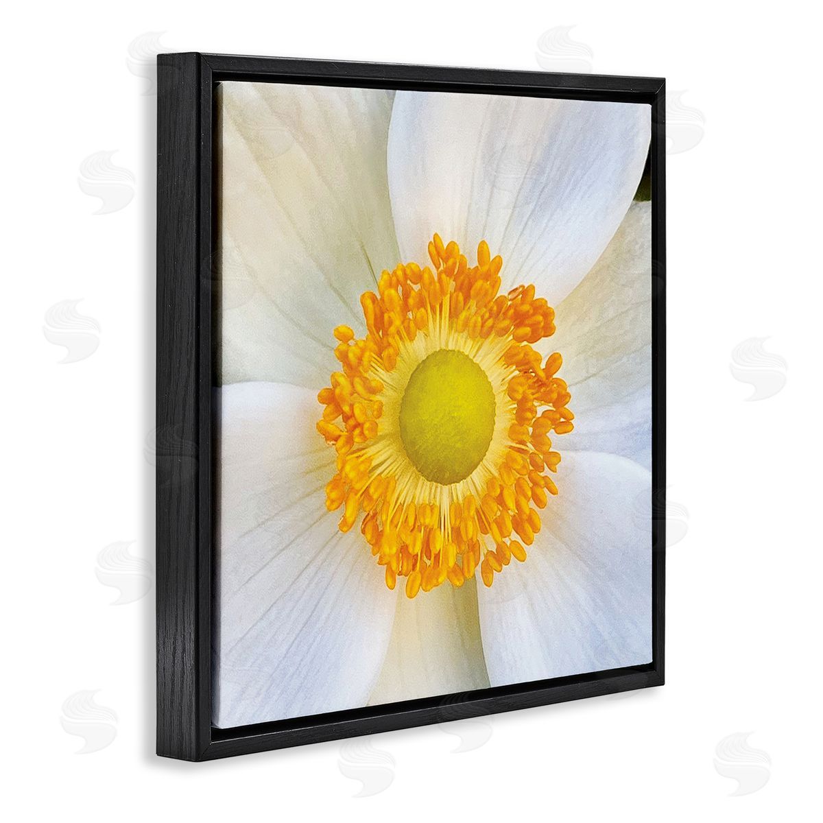 JG Studios | White Flower Close Up