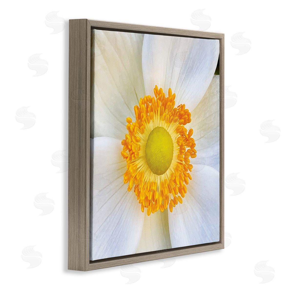 JG Studios White Flower Close Up Brown Floater Frame Canvas Artside_