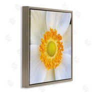 JG Studios | White Flower Close Up