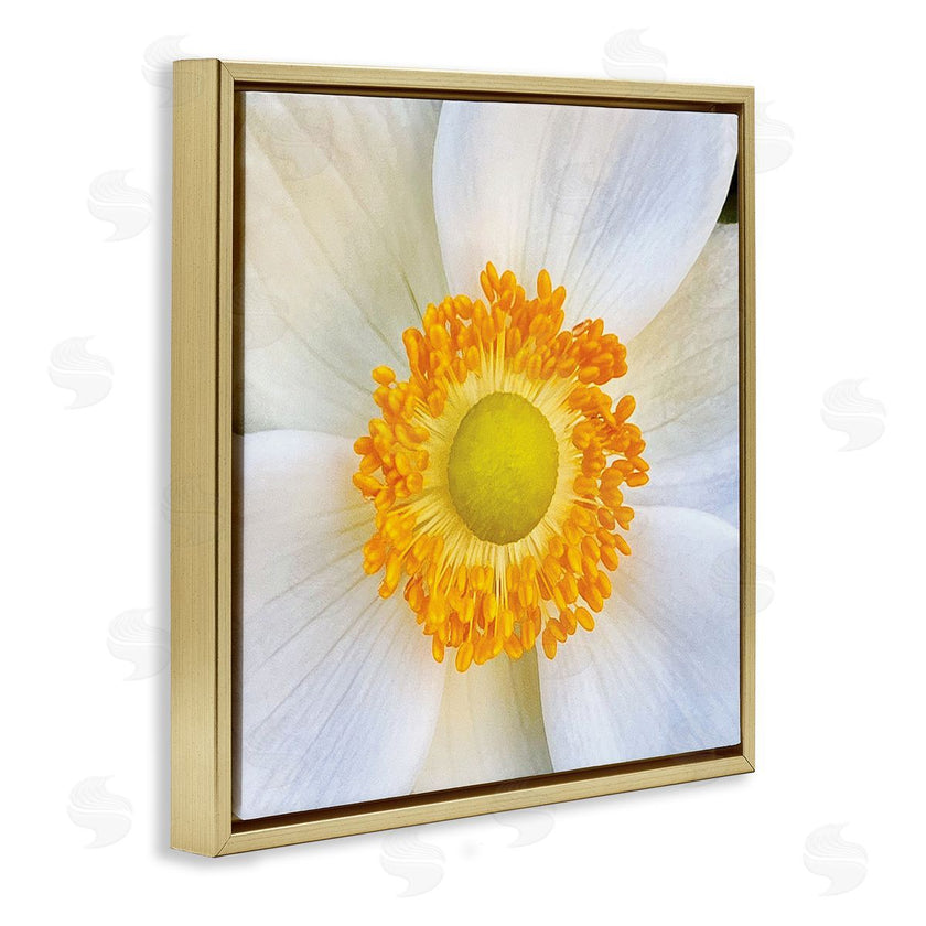JG Studios | White Flower Close Up