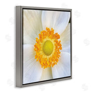 JG Studios | White Flower Close Up